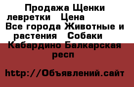 Продажа Щенки левретки › Цена ­ 40 000 - Все города Животные и растения » Собаки   . Кабардино-Балкарская респ.